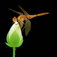 蜻蜓荷叶透明flash