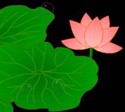 荷花水珠荷叶透明flash下载