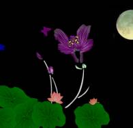 月夜荷花池荷花飞虫透明flash下载