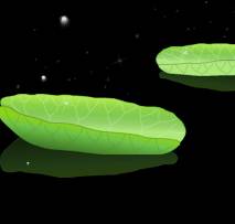 漂浮在水面上的荷叶透明flash下载