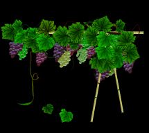 葡萄和葡萄架flash素材