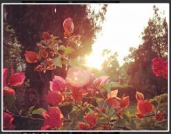 Lightbox图片放大插件，jQuery弹出层放大插件