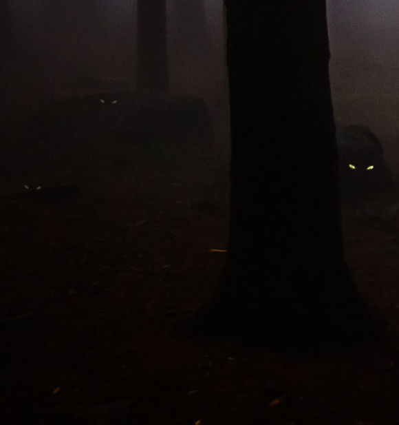 PS合成恐怖的林中小屋场景